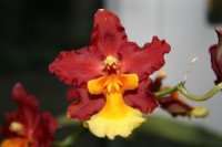 Photo d'une orchid�e odontocidium