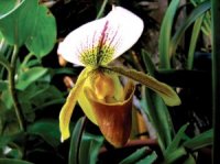 Photo d'orchid�e paphiopedilum
