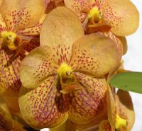 Photo d'orchid�e phalaenopsis en fleurs