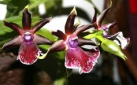 Photo de fleurs d'orchid�e zygopetalum