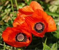 Photo de pavot coquelicot - Papaver rhoeas