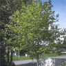 Photo d'un �rable de Norv�ge - Acer platanoides drummondii