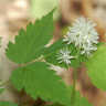 Photo d'act�e blanche - Actaea alba