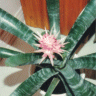 Photo d'un fleur d'aechmea - Aechmea fasciata