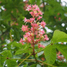 Marronnier� fleurs rouges - Aesculus carnea