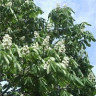 Photo d'un arbre aesculus hippocastatum - Maronnier d'Inde