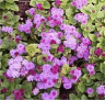 Photo de fleurs d'ag�rate