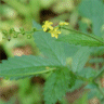 Photo de fleurs d'aigremoine � s�pales crochus - Agrimonia gryposepala
