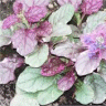 Photo de feuilles d'ajuga reptans - Bugle rampant