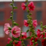Photo de fleur de rose tr�mi�re - Alcea rosea