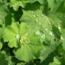 Photo d'alch�mille - Alchemilla mollis