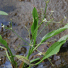 Photo de plantain d'eau - Alisma plantago-aquatica