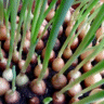 Photo d'oignons - Allium cepa