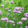 Photo de fleurs de ciboulette - Allium schoenoprasum