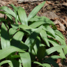Photo d'ail des bois - Allium tricoccum