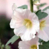 Photo de fleurs de guimauve - Althaea officinalis