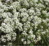 Photo de fleurs d'alysse maritime