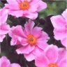 Photo de fleurs d'an�mone hybride