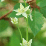 Photo d'an�mone de Virginie - Anemone virginiana
