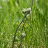 Photo d'antennaire du Canada - Antennaria canadensis