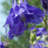 Photo de fleur d'ancolie des alpes