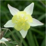 Photo de fleur d'ancolie Mckana Music