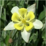 Photo de fleur d'ancolie Mckana