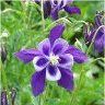 Photo de fleurs d'ancolie vulgaire