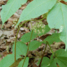 Photo d'aralie a tige nue - Aralia nudicaulis