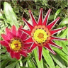 Photo de fleur d'arctoris