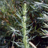 Photo d'Armoise bisannuelle - Artemisia biennis