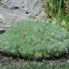 Photo d'Armoise - Artemisia schmidtiana