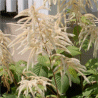 Photo d'Aronque - Aruncus dioicus