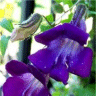 Photo de fleurs d'asarina bleu indigo