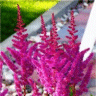 Photo de fleur d'astilbe pourpre violet