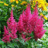 Photo de fleurs d'astilbe rheinland