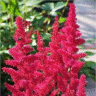Photo de fleur d'astilbe rouge fanal