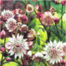 Photo de fleur d'astrantie radiaire