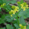 Photo d'herbe de sainte-barbe - Barbarea vulgaris
