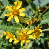 Photo de bident pench� - Bidens cernua