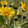 Photo de bident lisse - Bidens laevis