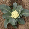 Photo d'un chou fleur - Brassica oleracea botrytis