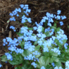 Photo de myosotis du Caucase - Brunnera macrophylla