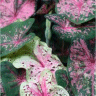 Photo de caladium - Caladium x hybridum
