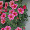 Photo de fleurs de Calibrachoa - Calibrachoa x hybrida