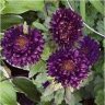 Photo de fleurs Reine marguerite