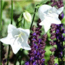 Photo de fleur de campanule blanche