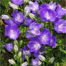 Photo de campanule a fleurs de p�che