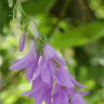 Photo de campanule fausse-raiponce - Campanula rapunculoides
