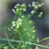 Photo de fleurs de capselle - Capselle bursa-pastoris